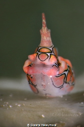 Psychedelic batwing slug (Sagaminopteron psychedelicum)
 by Oksana Maksymova 